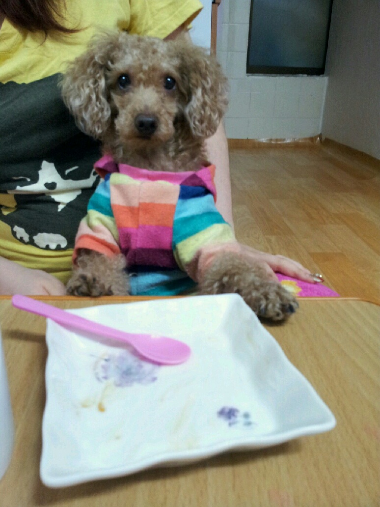 우리가족 호두를 찾아주세요