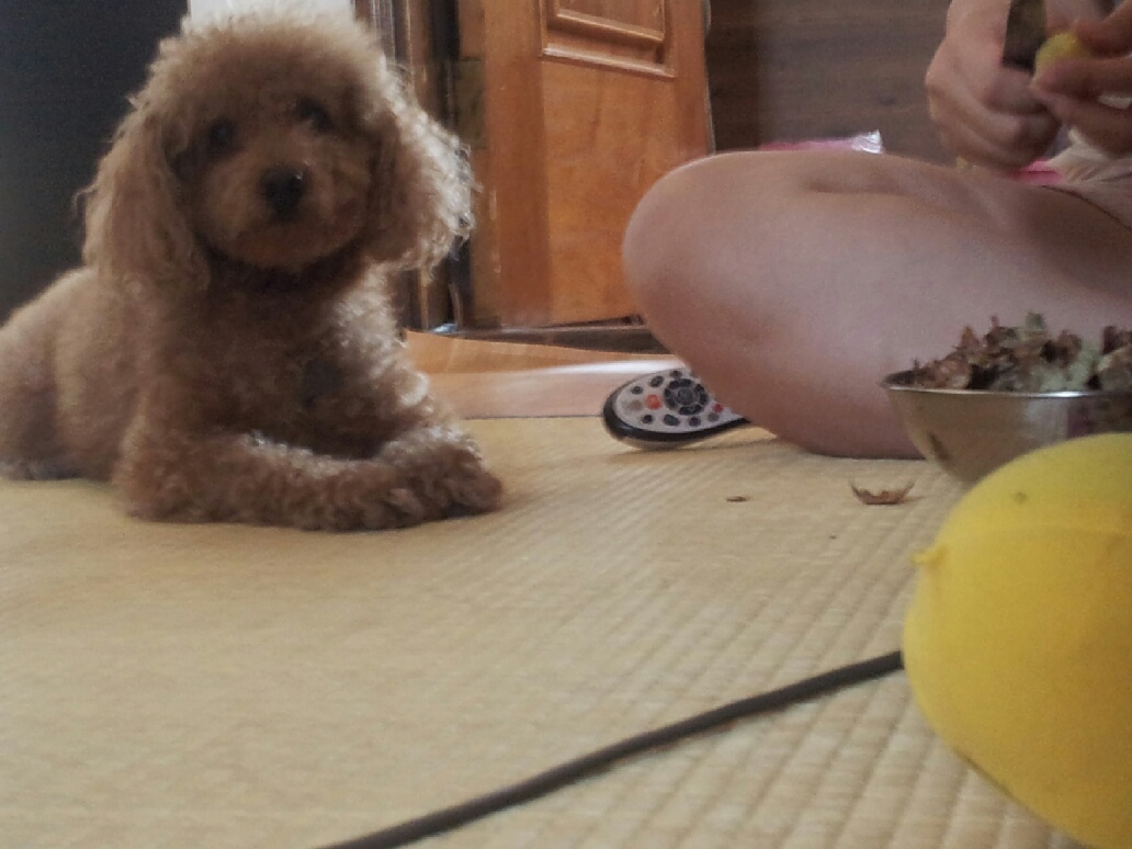 우리가족 호두를 찾아주세요