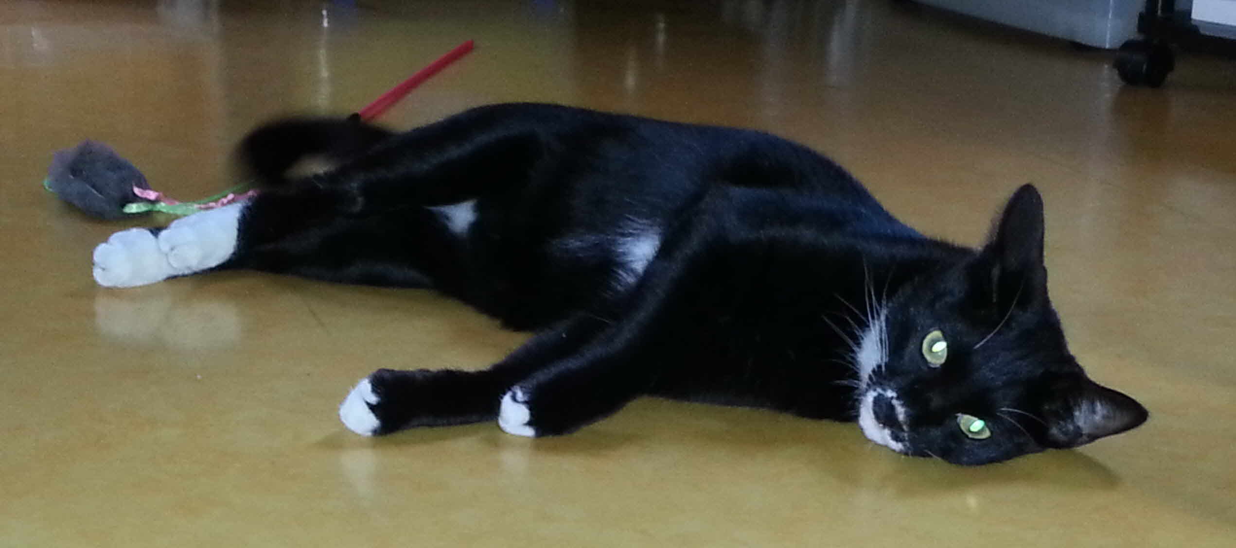 송파구 삼전동 고양이 찾습니다.