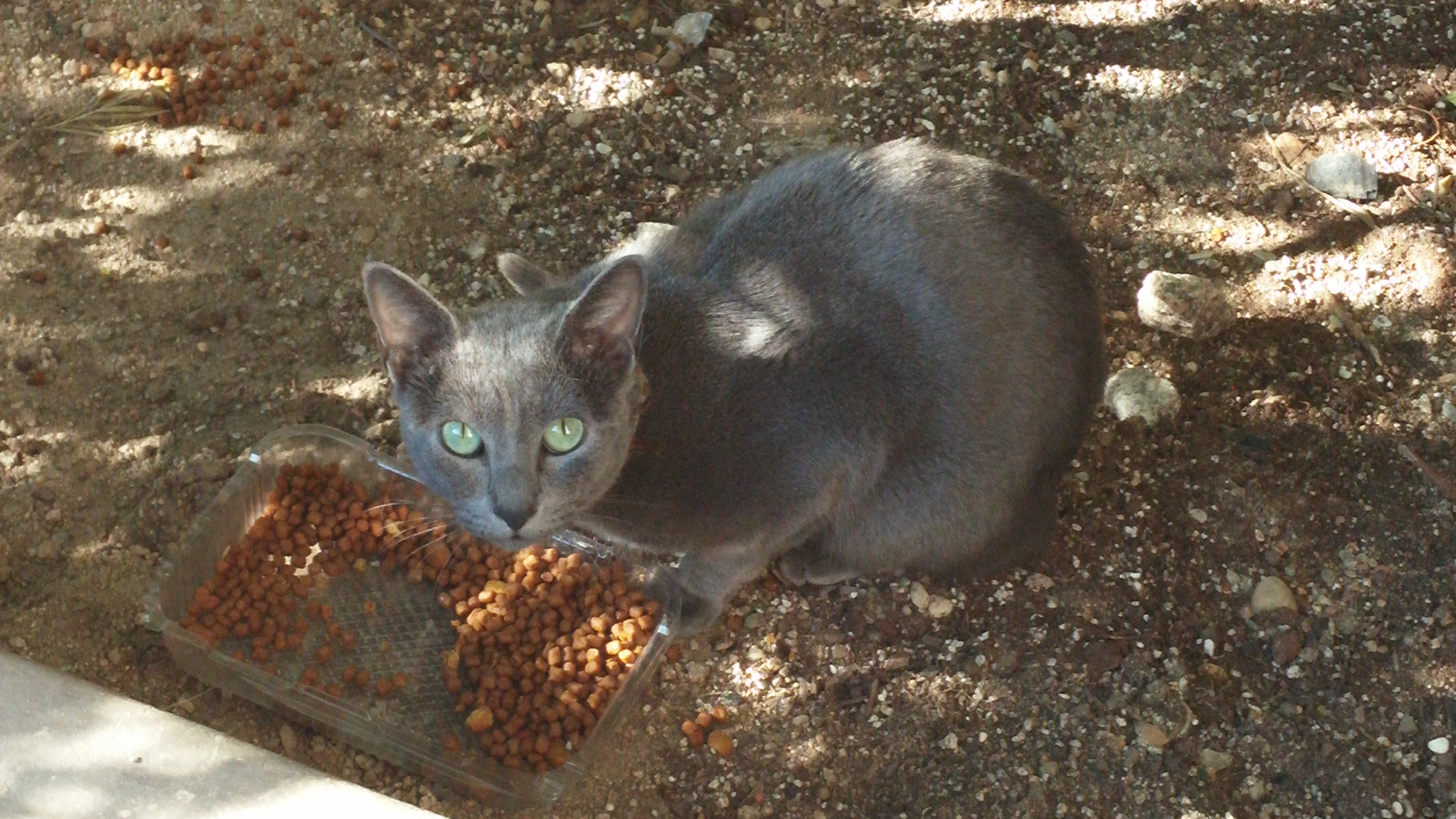 서울 성북구 돈암1동 현대아파트 / 러시안블루 발견