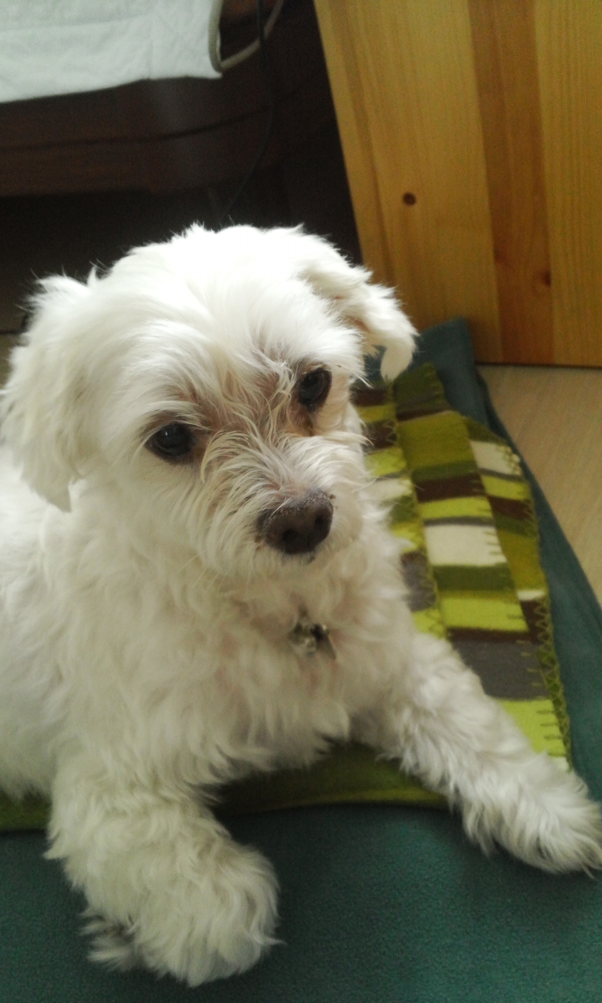 [서울] 말티즈 남아 뭉이 주인 찾아요