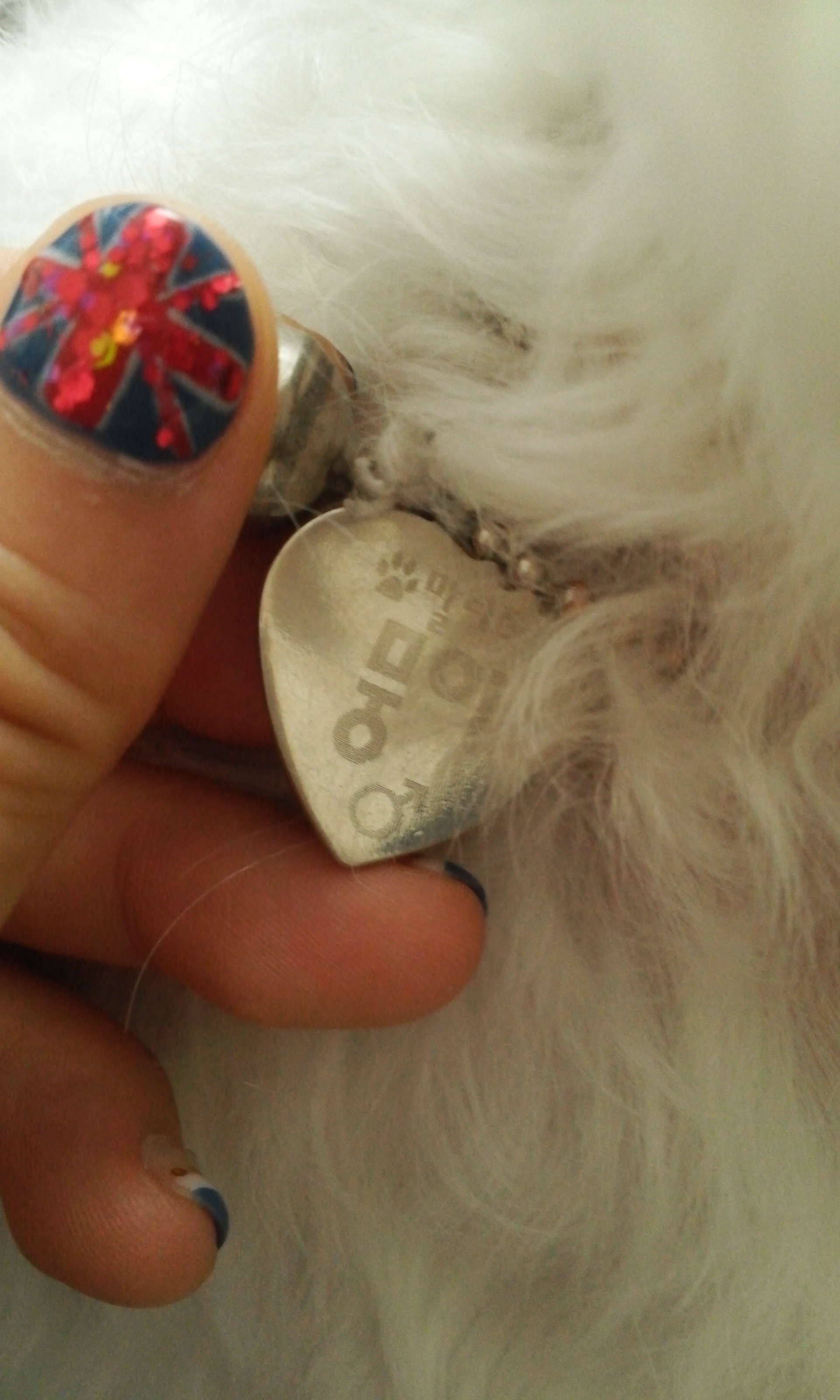 [서울] 말티즈 남아 뭉이 주인 찾아요