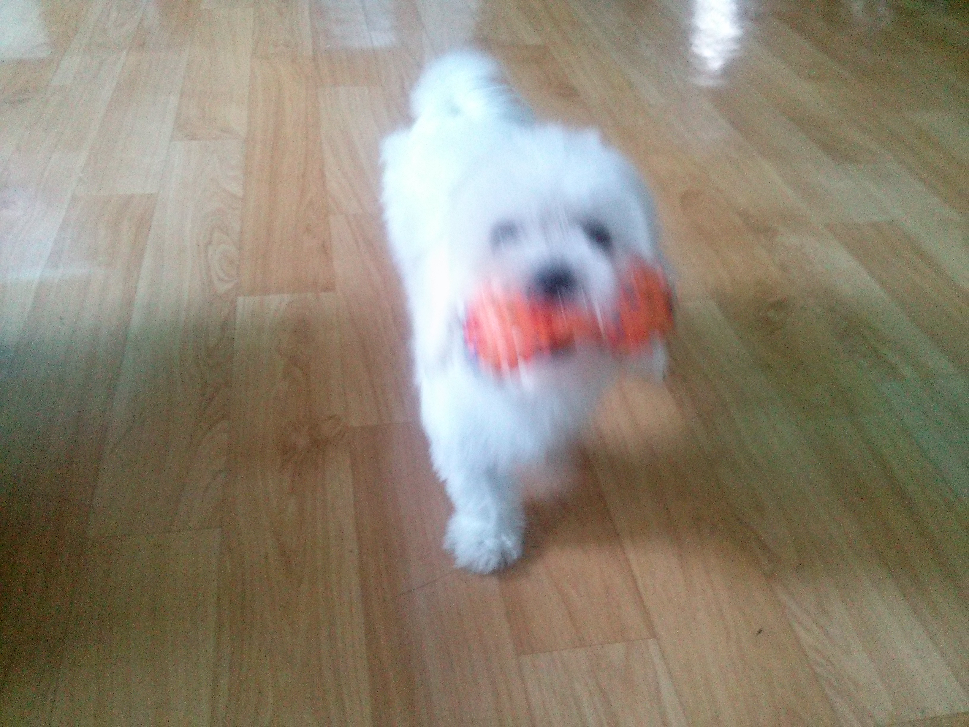 {찾았어요 지금보호소에있대요감사합니다!^^조만간글내리겠습니다}말티즈 남아/서울시 도봉구 정의여고근처/방학,노원,창동,도봉