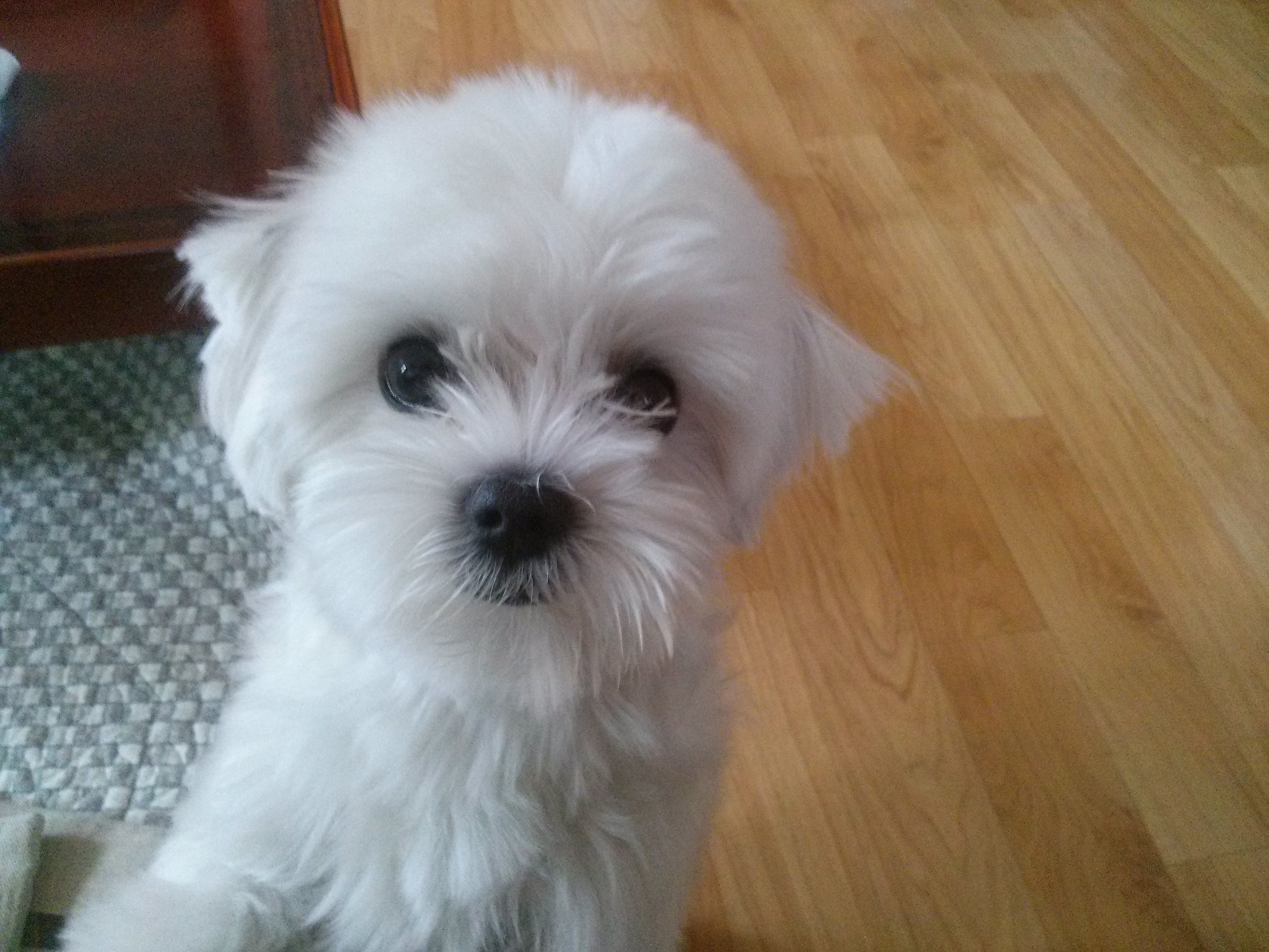 {찾았어요 지금보호소에있대요감사합니다!^^조만간글내리겠습니다}말티즈 남아/서울시 도봉구 정의여고근처/방학,노원,창동,도봉