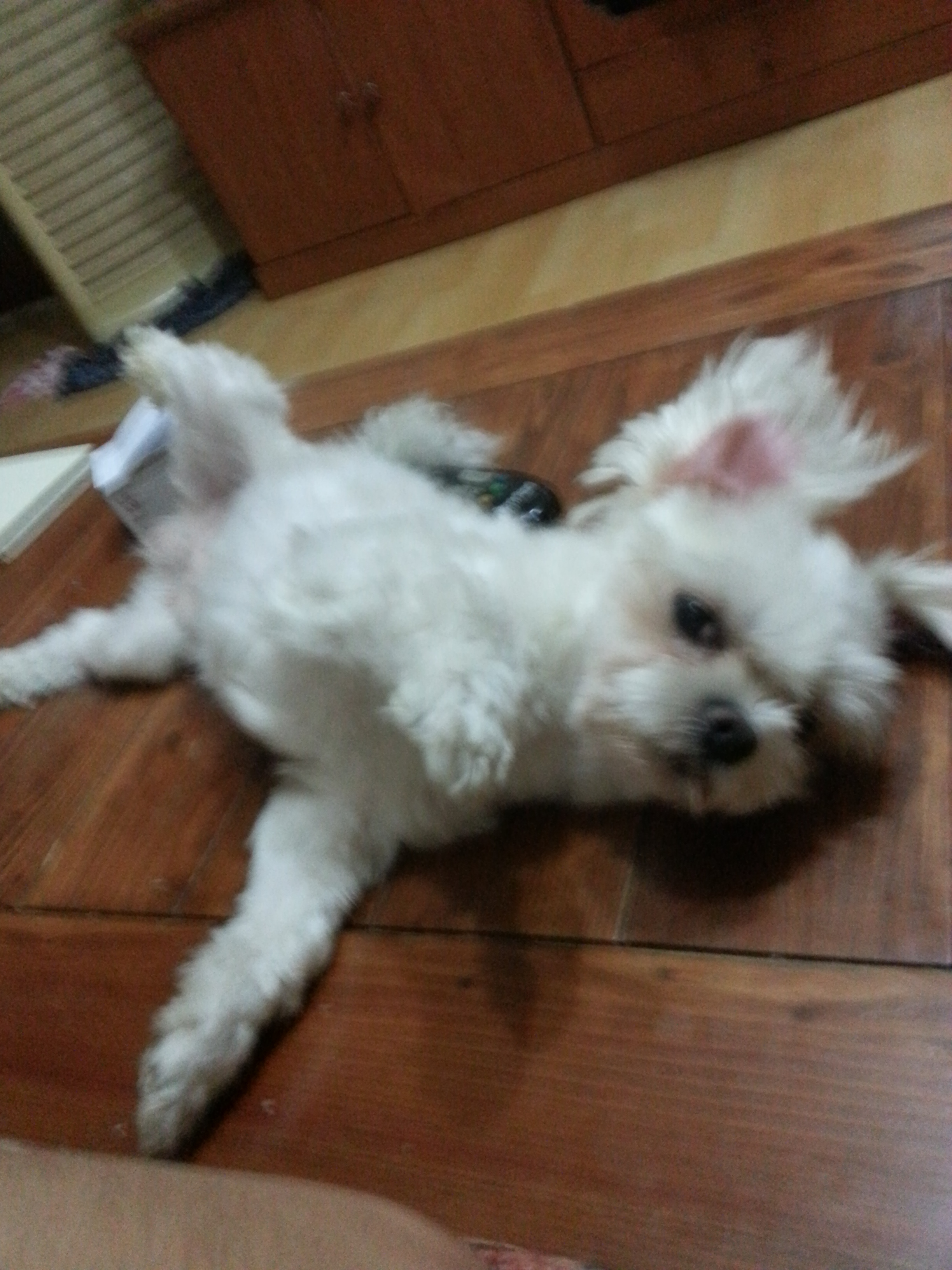 관악구 신림동에서 잃어버린 말티즈 찾습니다