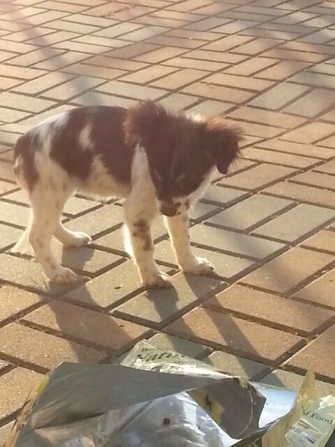 조치원읍 아이마루유치원 부근에 유기견 제보합니다