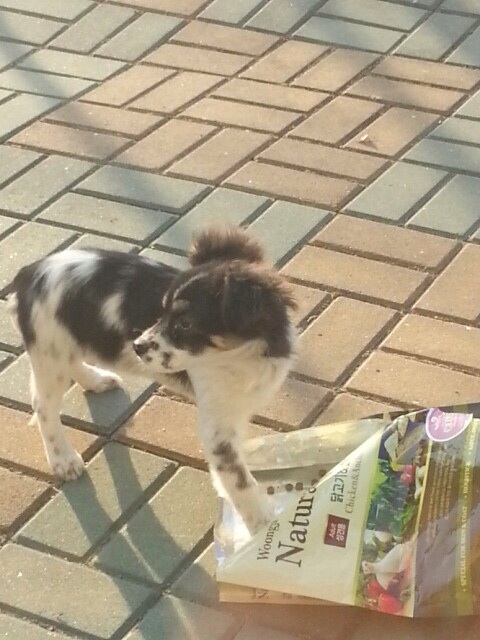 조치원읍 아이마루유치원 부근에 유기견 제보합니다