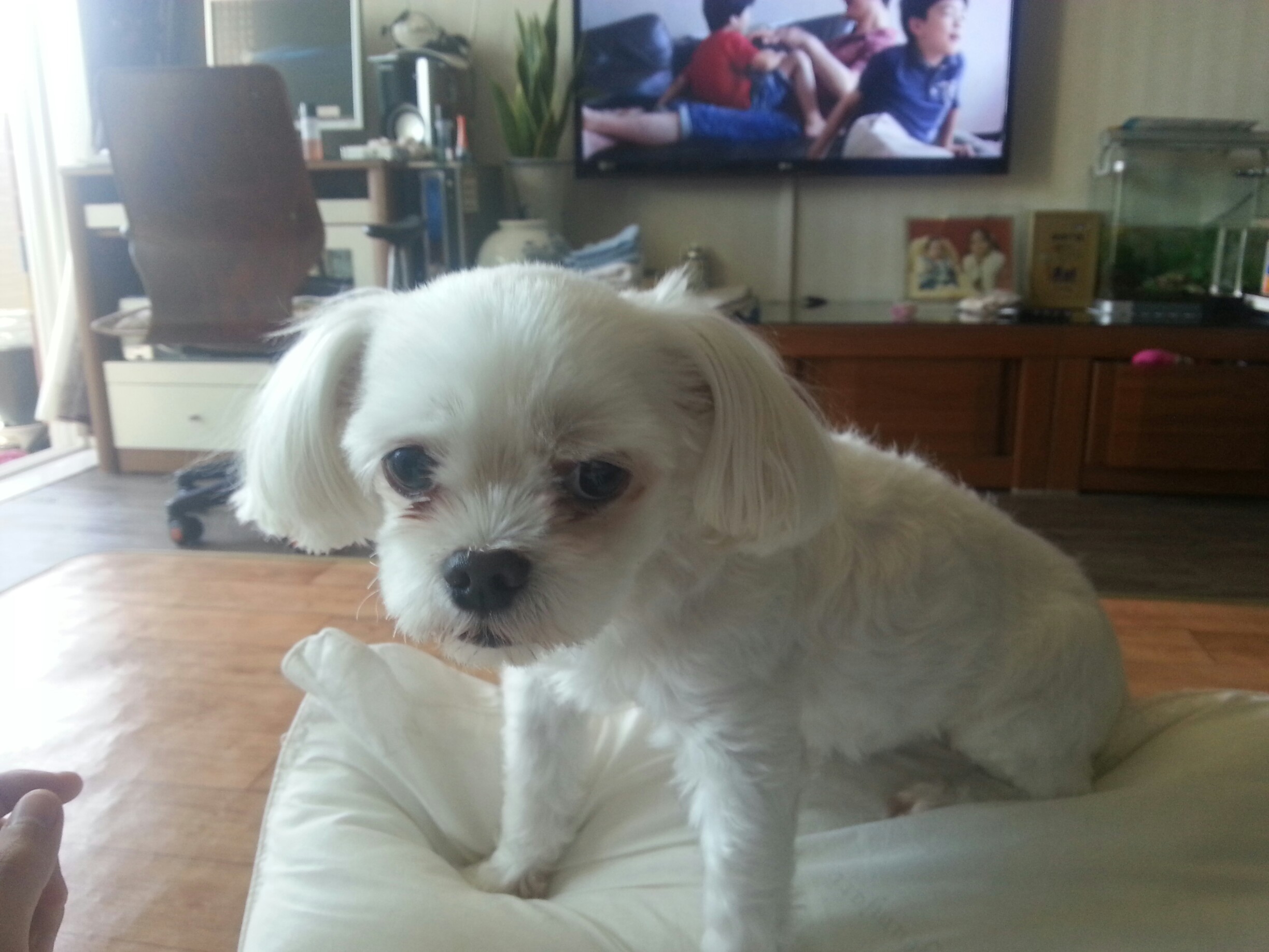 서울 동대문구 에서 말티즈(몽실이)보신분 계시면 연락주세요.