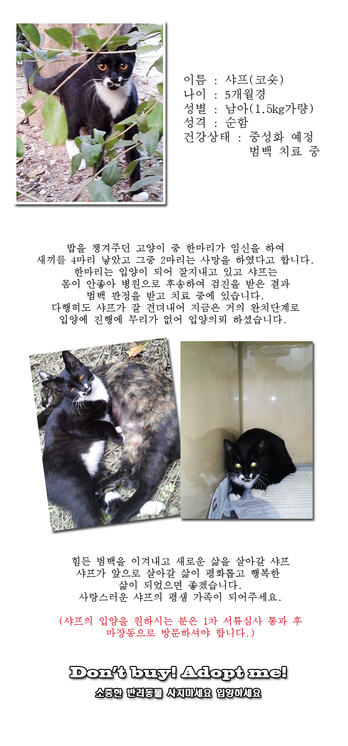 [D13-49관외]범백으로 목숨을 잃을뻔한 샤프