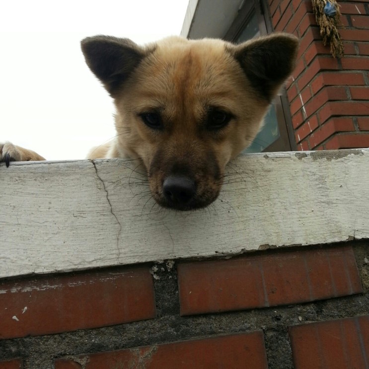 경기도 파주시 교하읍 신촌동에서 잃어버린 개를 찾습니다