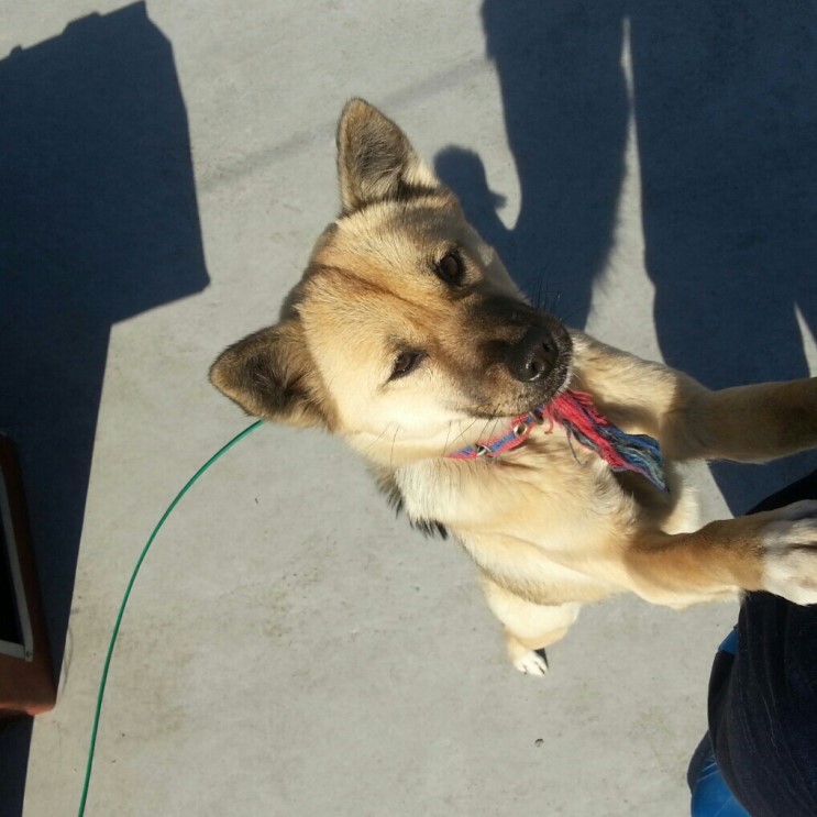 경기도 파주시 교하읍 신촌동에서 잃어버린 개를 찾습니다