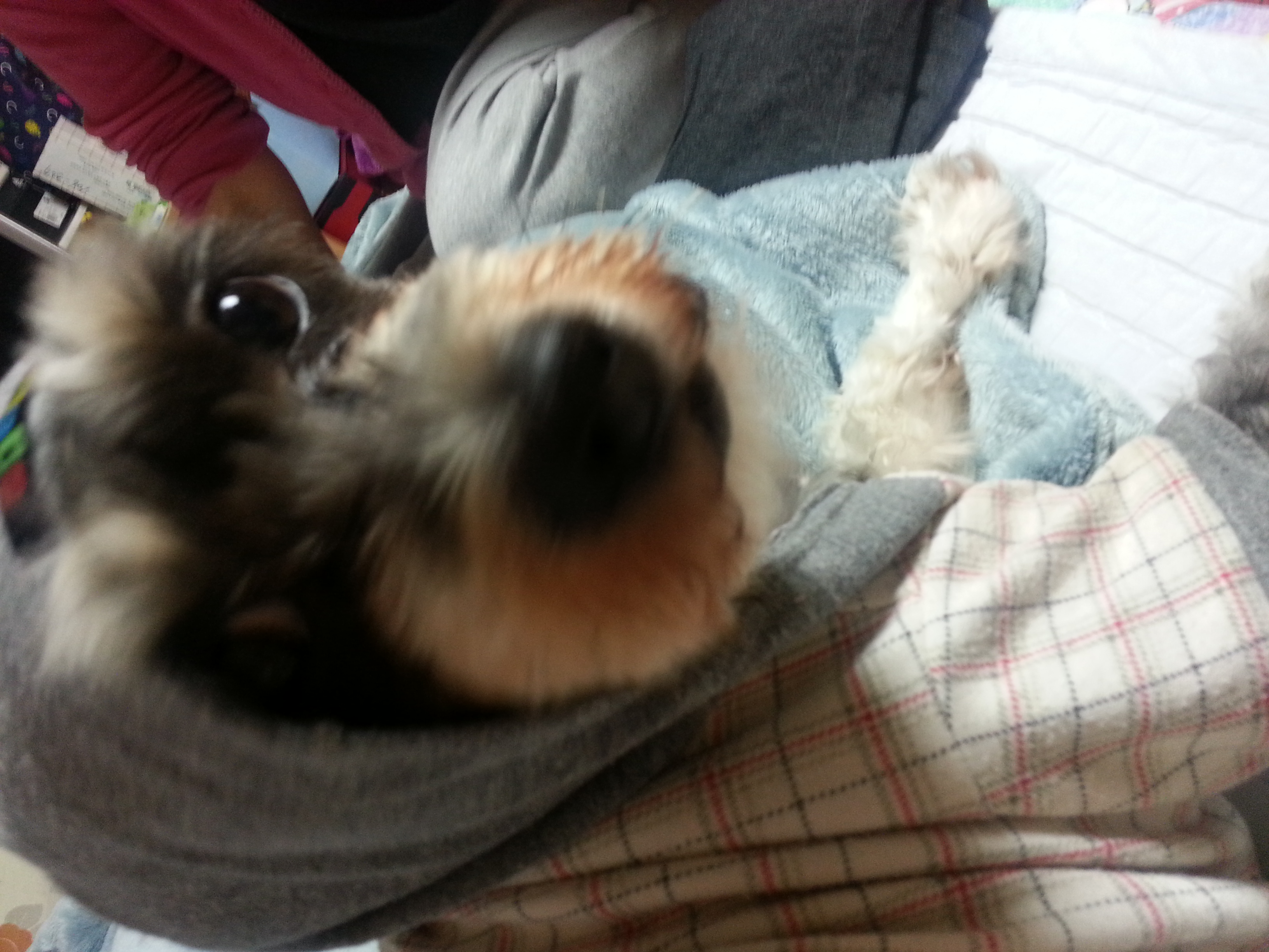 서울 성북구 하월곡동 두산아파트에서 잃어버린 남아 강아지찾습니다