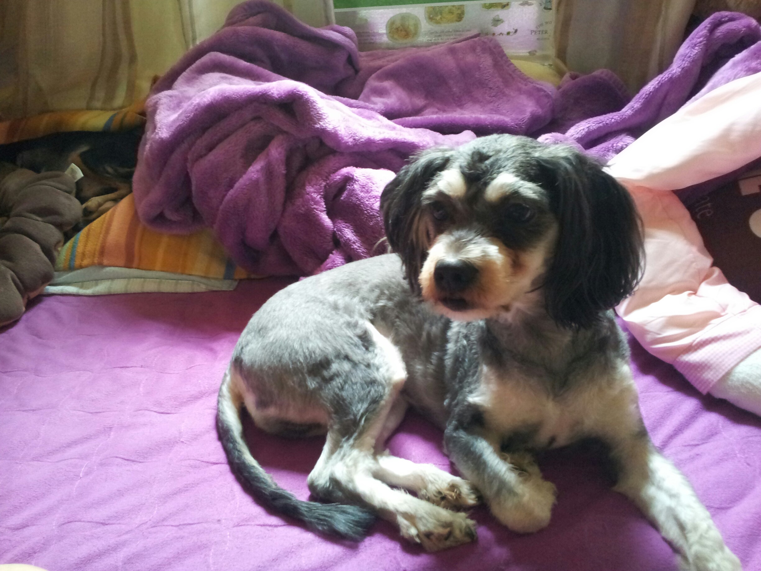 서울 성북구 하월곡동 두산아파트에서 잃어버린 남아 강아지찾습니다