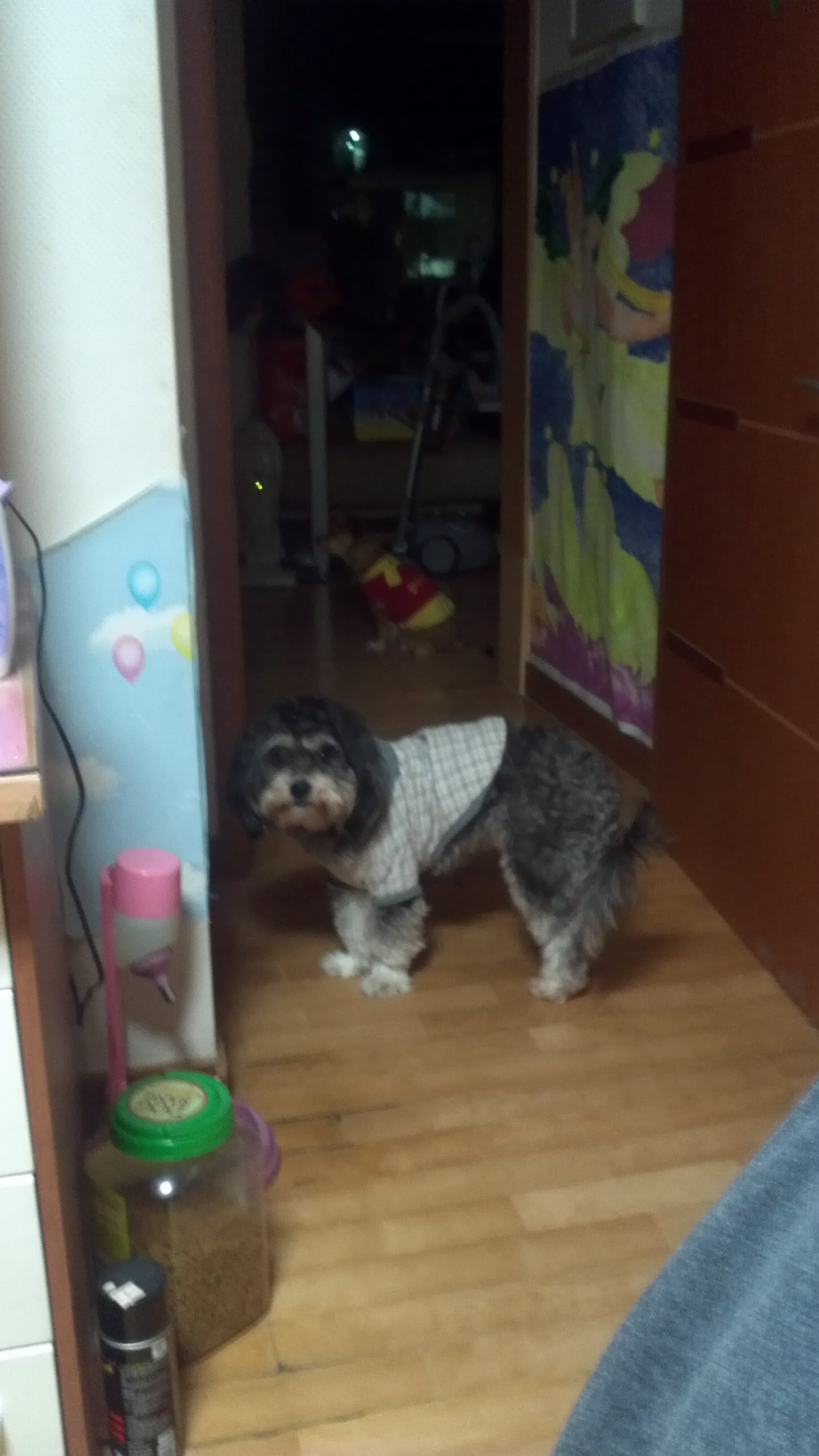 서울 성북구 하월곡동 두산아파트에서 잃어버린 남아 강아지찾습니다