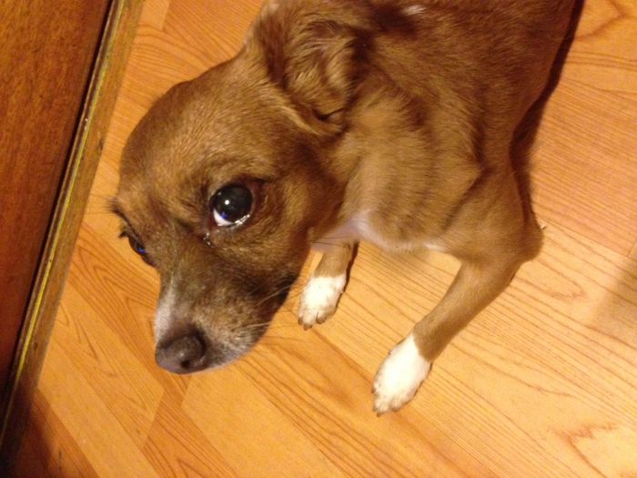 동대문구 휘경동 갈색믹스견 깐숙이를 찾아 주세요