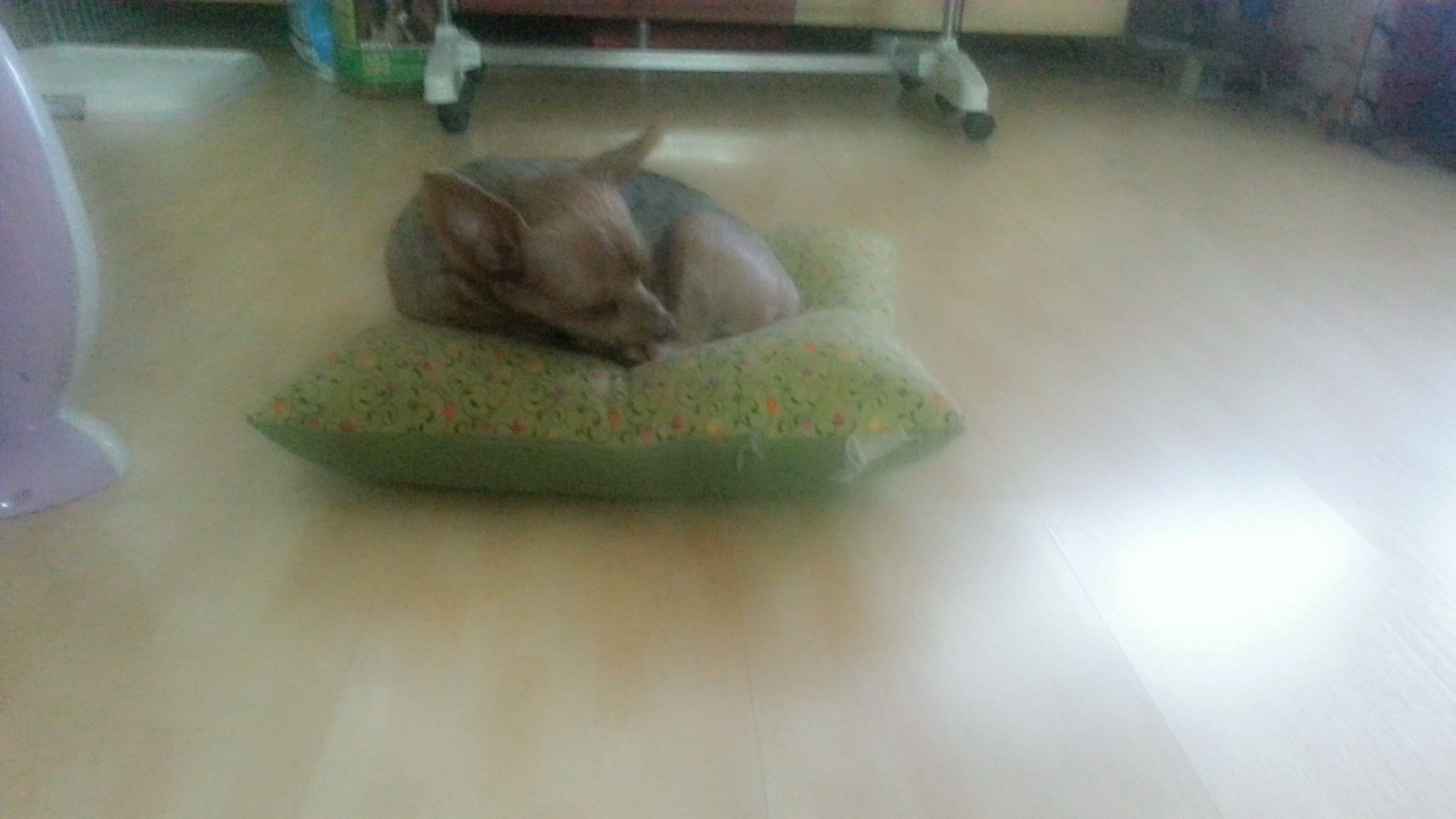 11월4일 저녁 8시30분경 동대문구 시립대부근