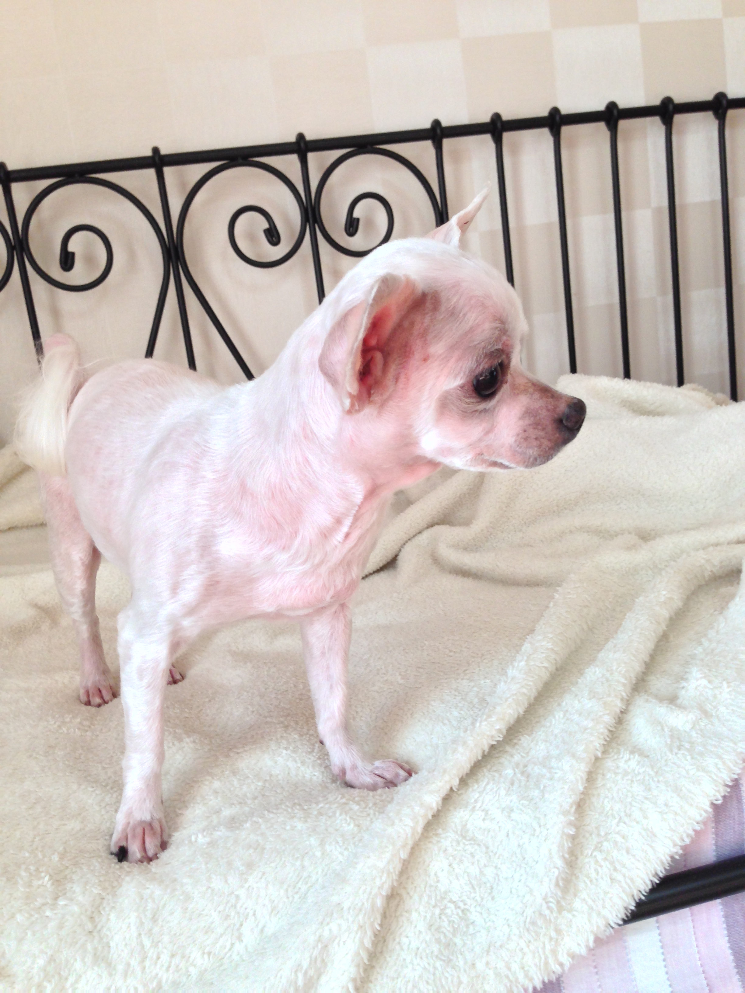 흰색 요크셔테리어/서울 서대문구 신촌 발견 보호중