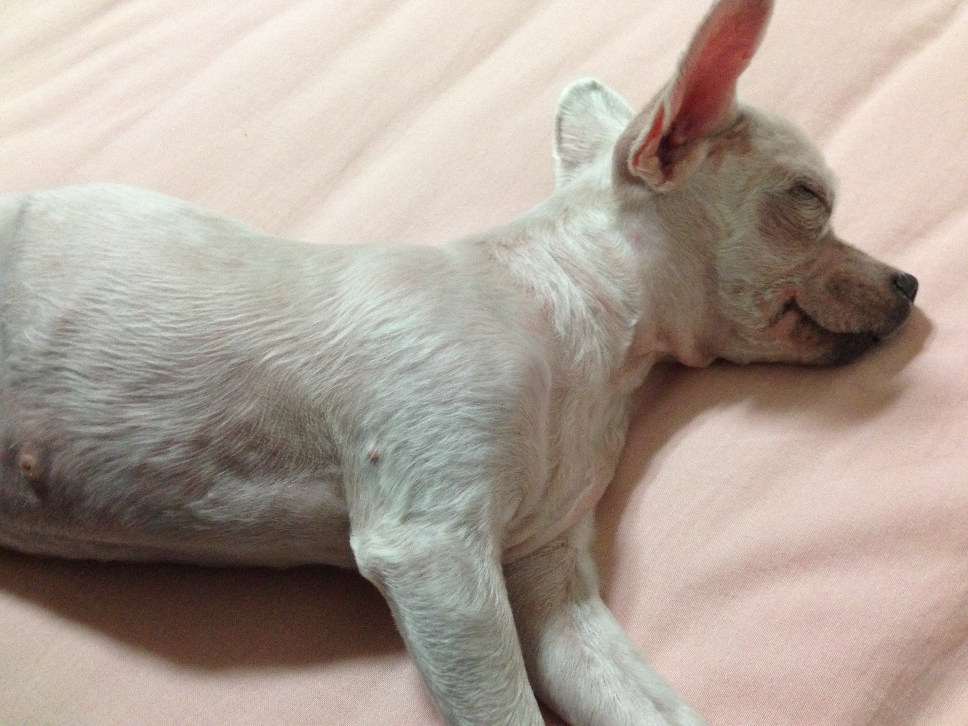 흰색 요크셔테리어/서울 서대문구 신촌 발견 보호중