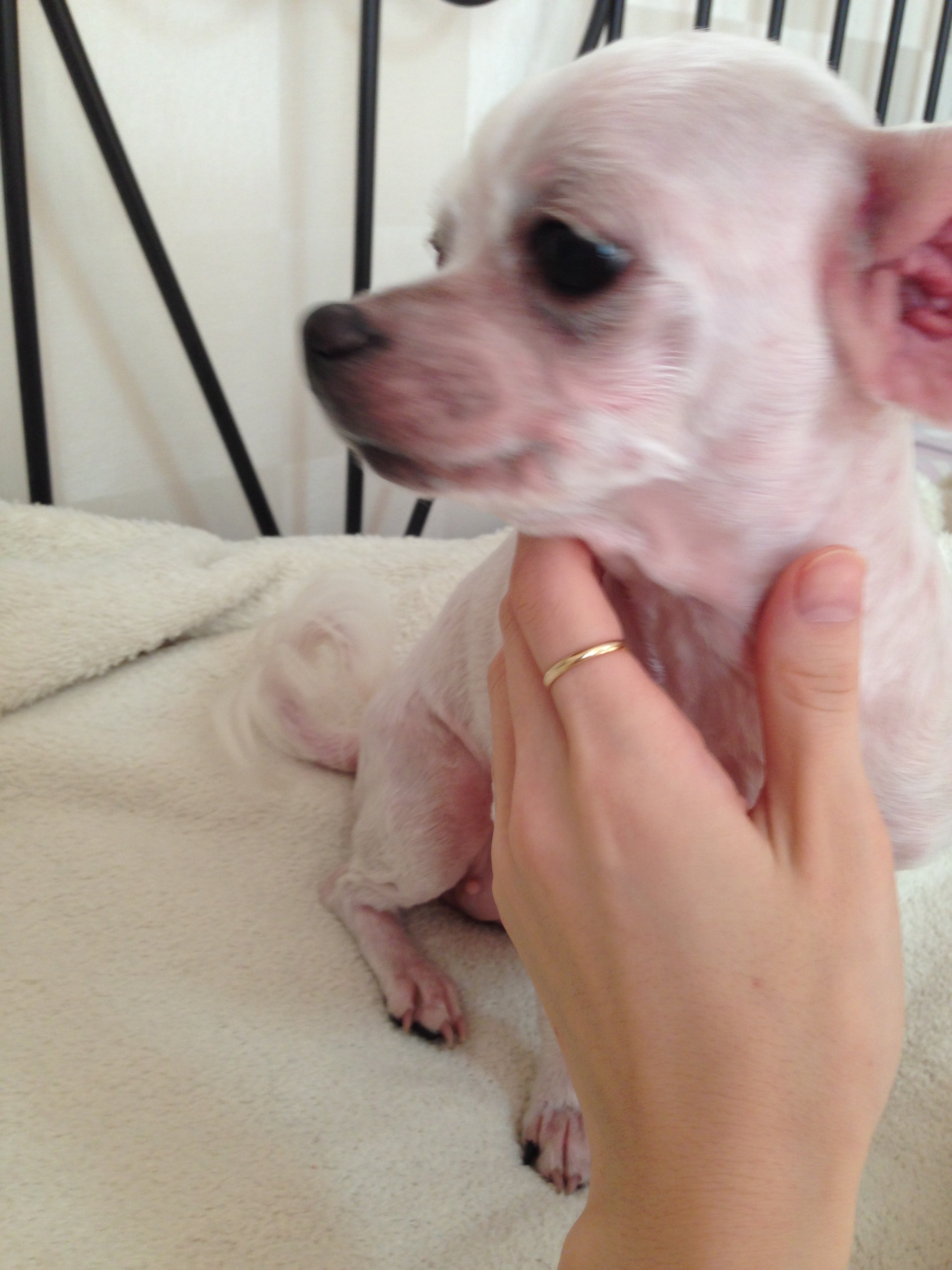 흰색 요크셔테리어/서울 서대문구 신촌 발견 보호중