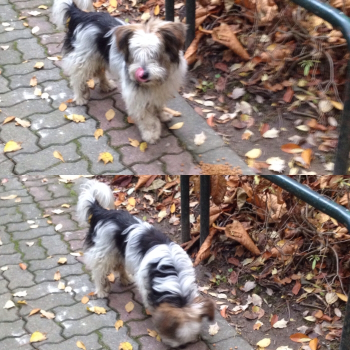 노원구 월계2동 청백아파트 1단지에 떠돌이견이에요