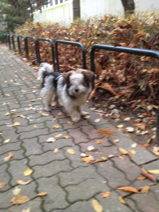 노원구 월계2동 청백아파트 1단지에 떠돌이견이에요