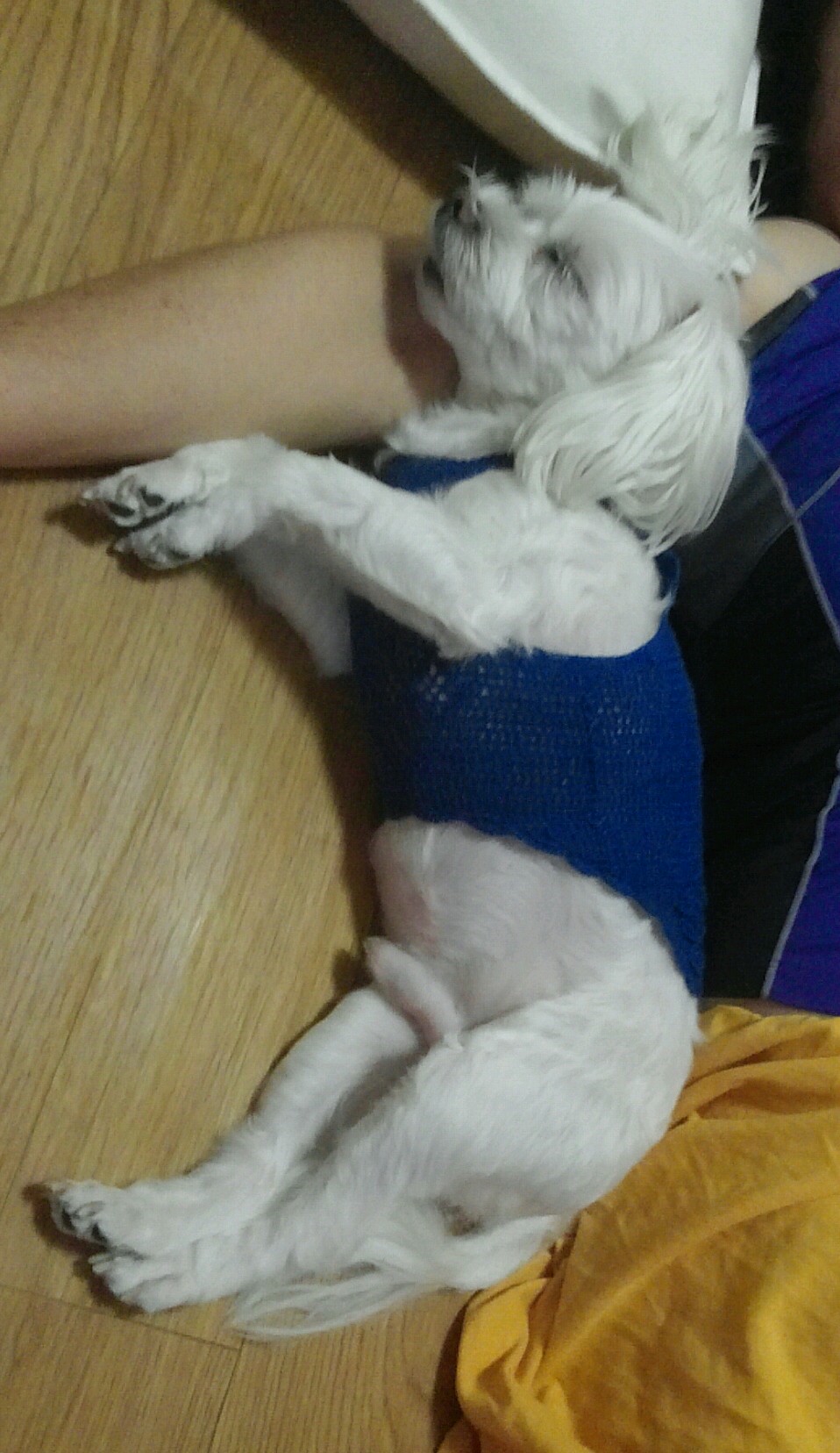 광주 서구 금호동 말티즈 찾아요