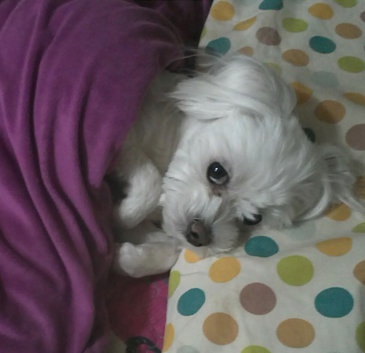 광주 서구 금호동 말티즈 찾아요