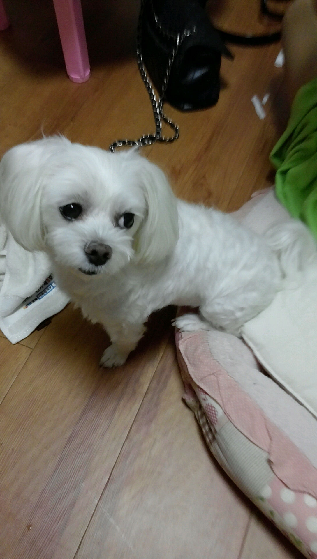 광주 서구 금호동 말티즈 찾아요