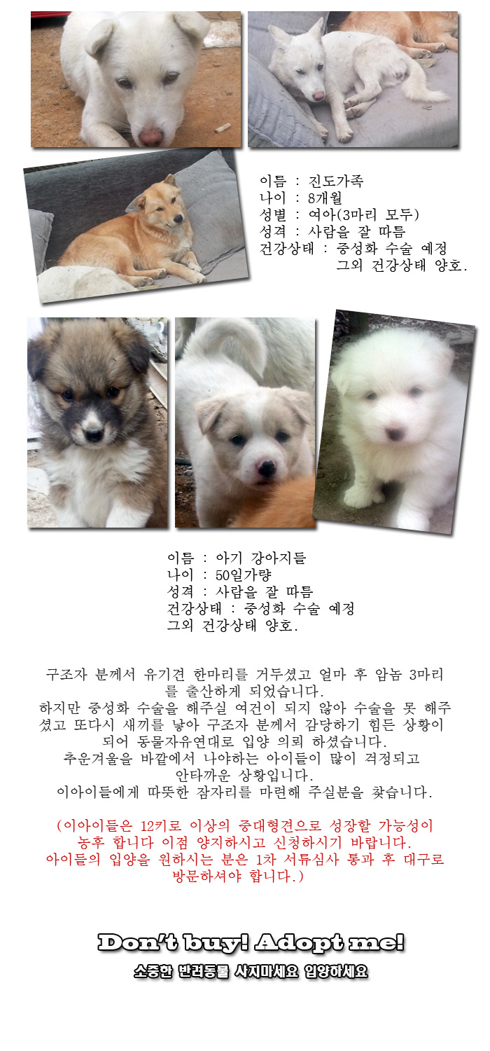 [D13-51관외] 추운 겨울을 밖에서 보내야하는 진도가족