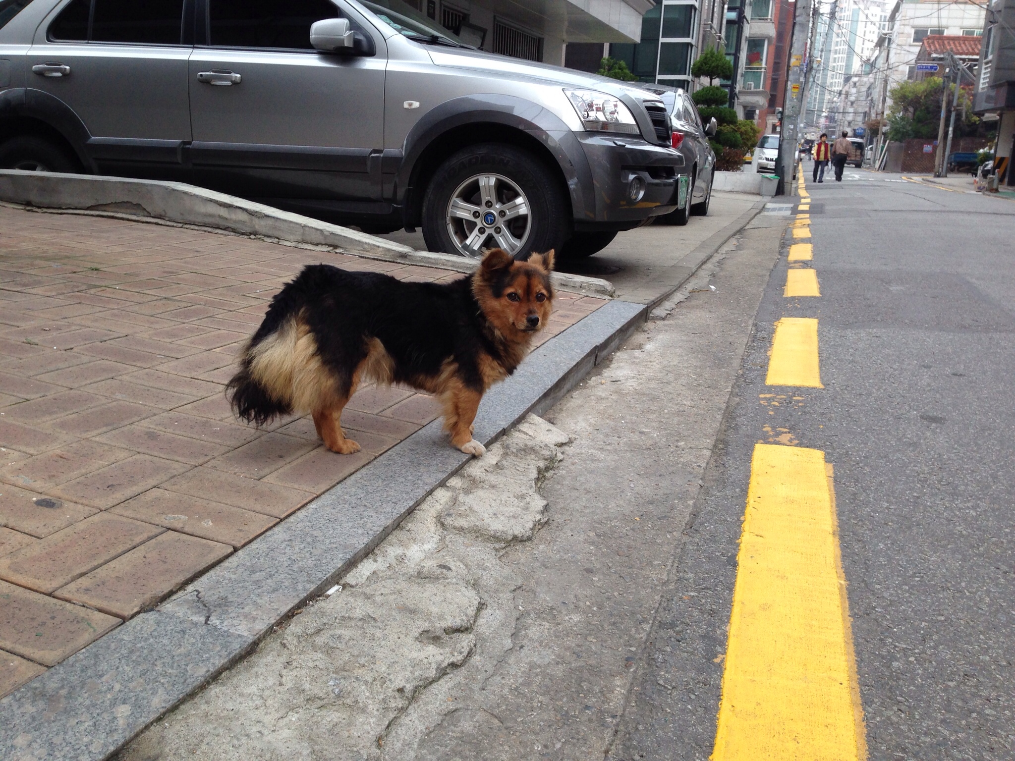 서초구 방배2동 발바리 잃어버리신 분~ 