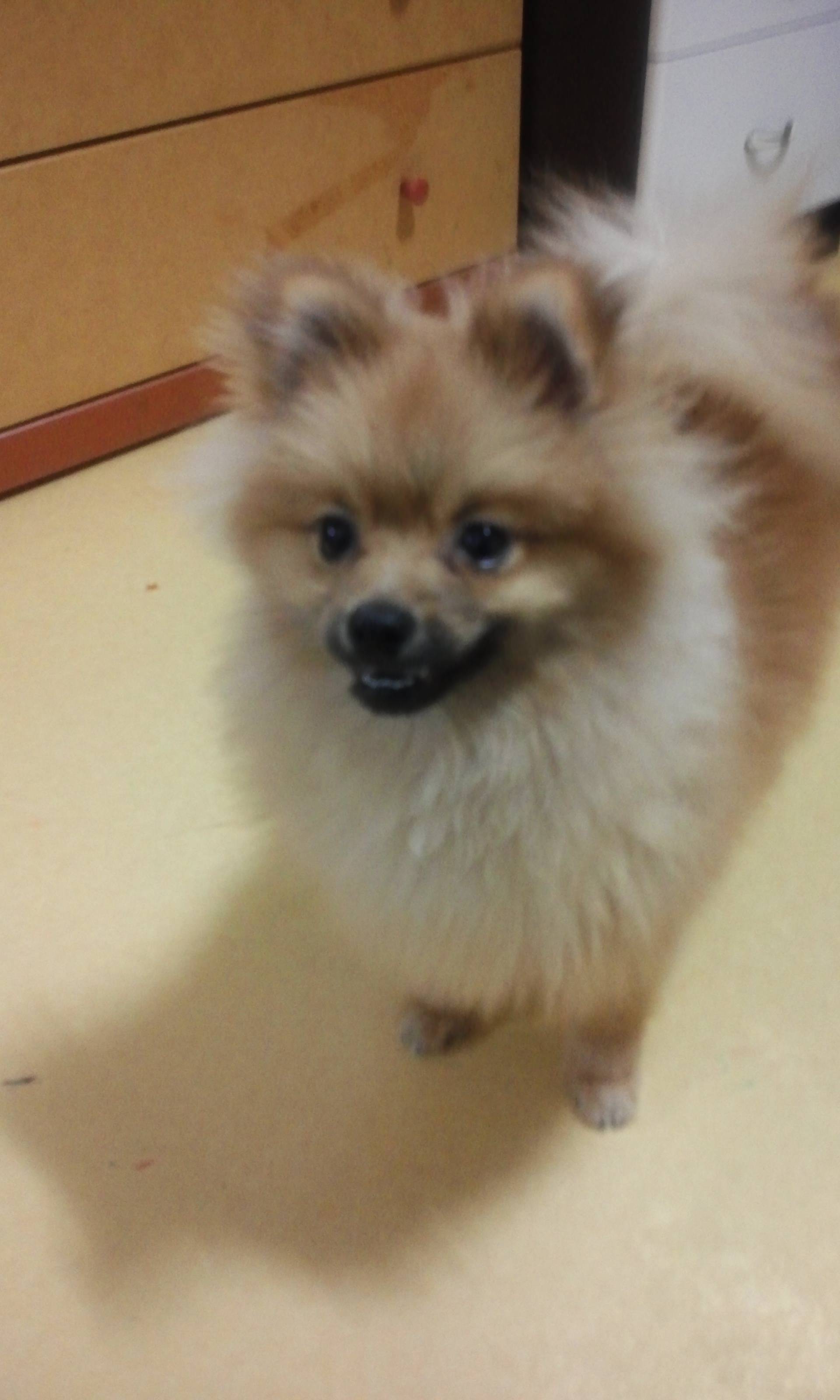 경기도수원 포메라니안 강아지 찾아주세요.. 