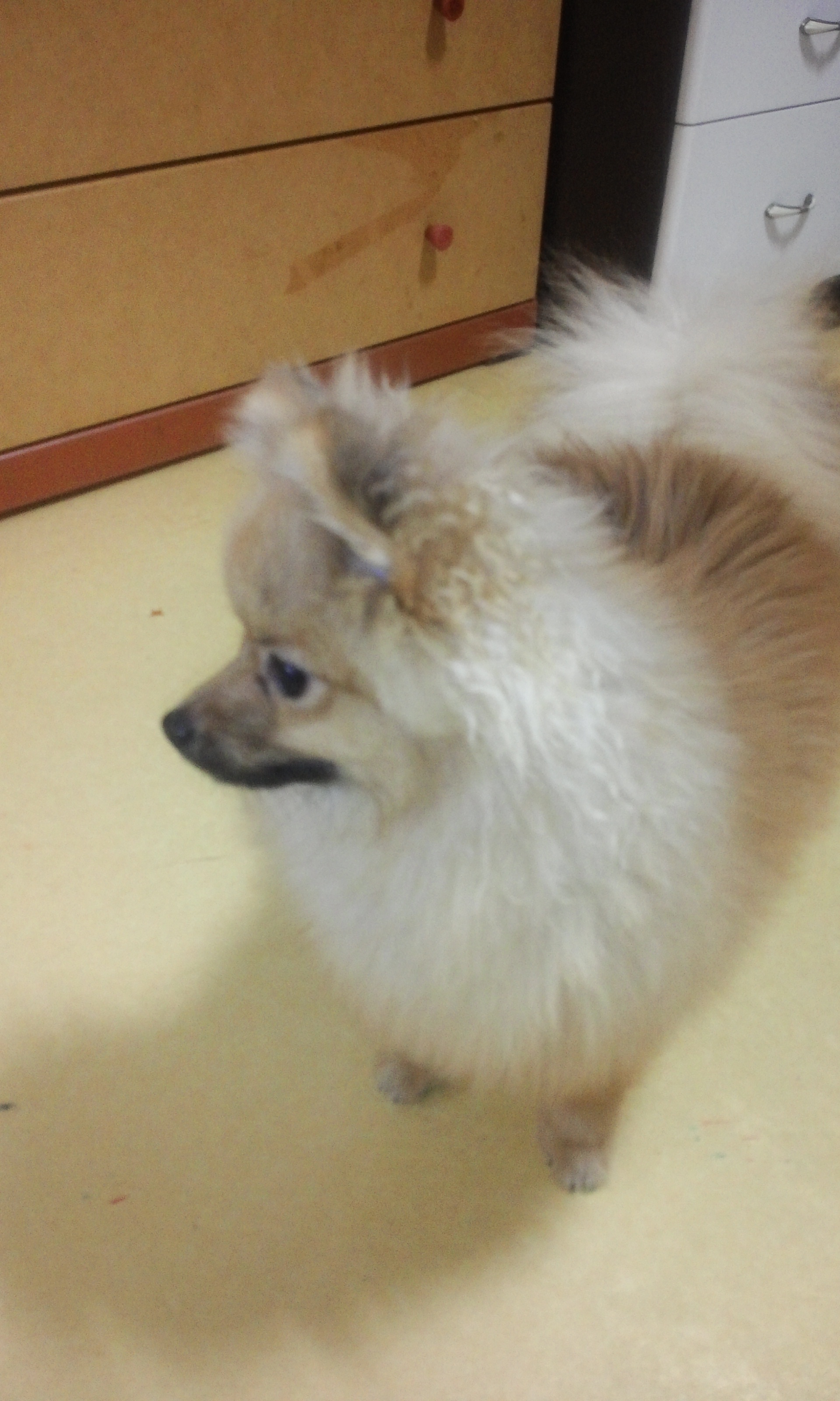 경기도수원 포메라니안 강아지 찾아주세요.. 