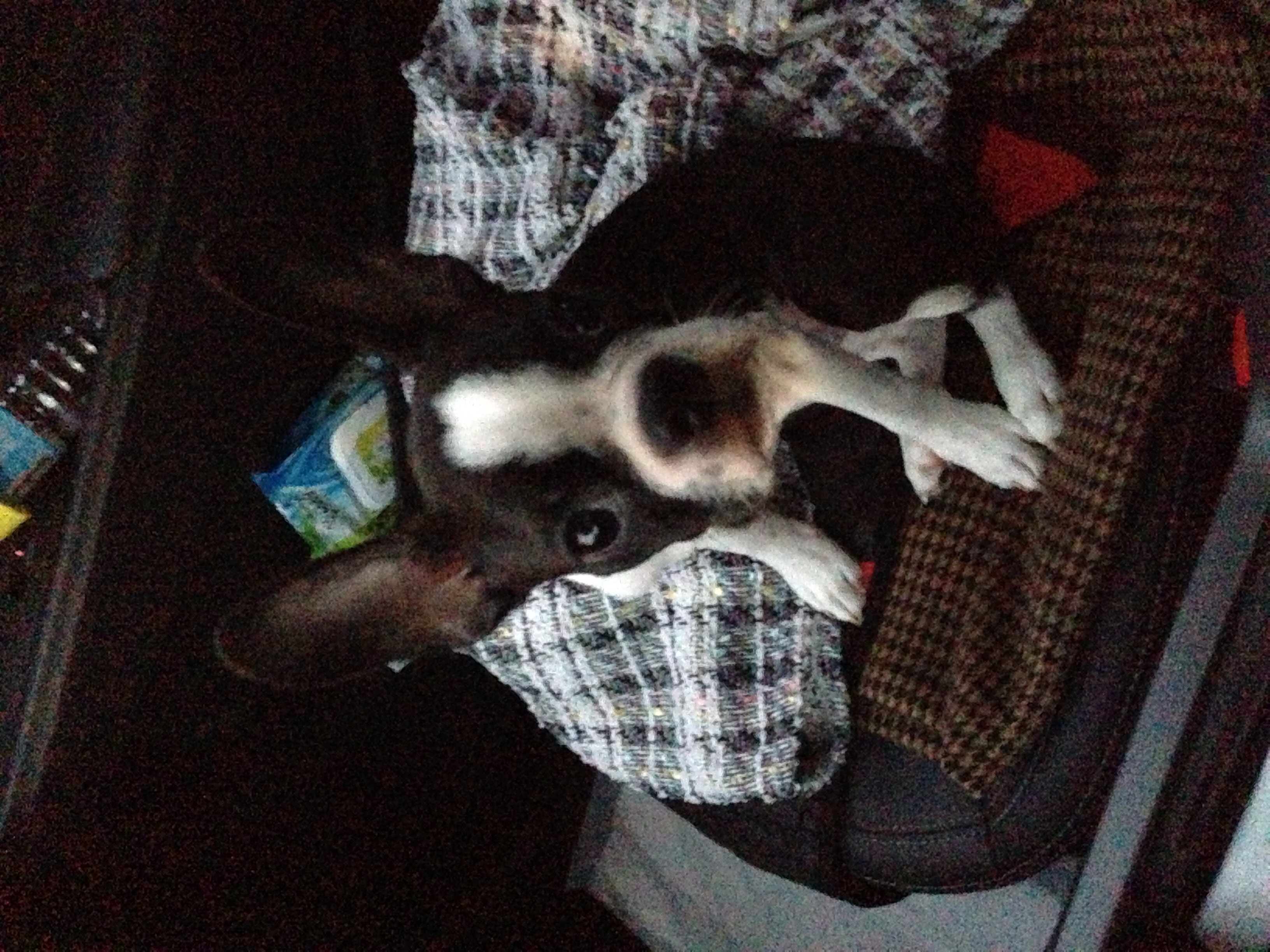 서울 동대문구 장안동)6개월된 보스턴테리어 보스찾아주세요ㅜㅜ