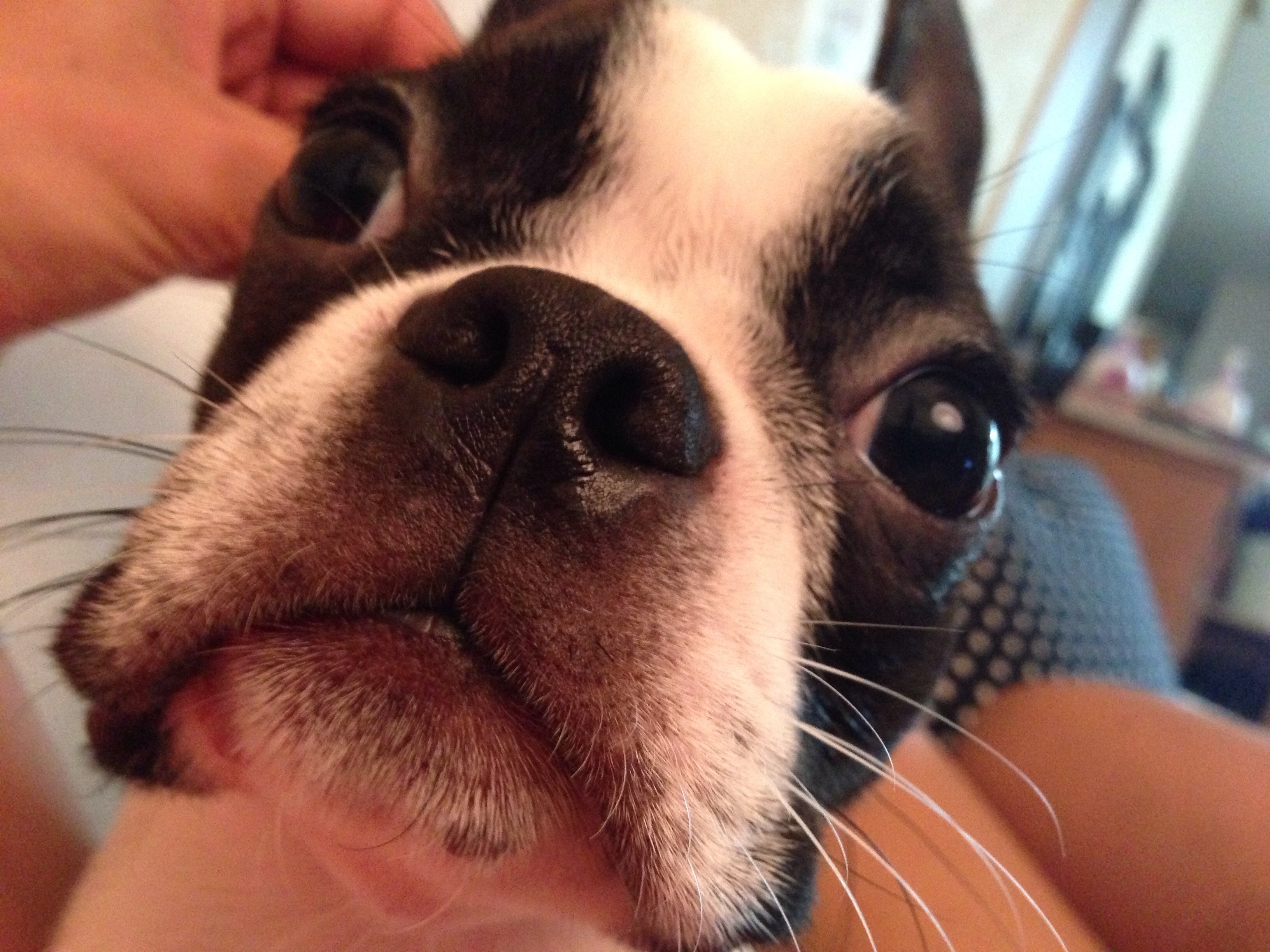 서울 동대문구 장안동)6개월된 보스턴테리어 보스찾아주세요ㅜㅜ