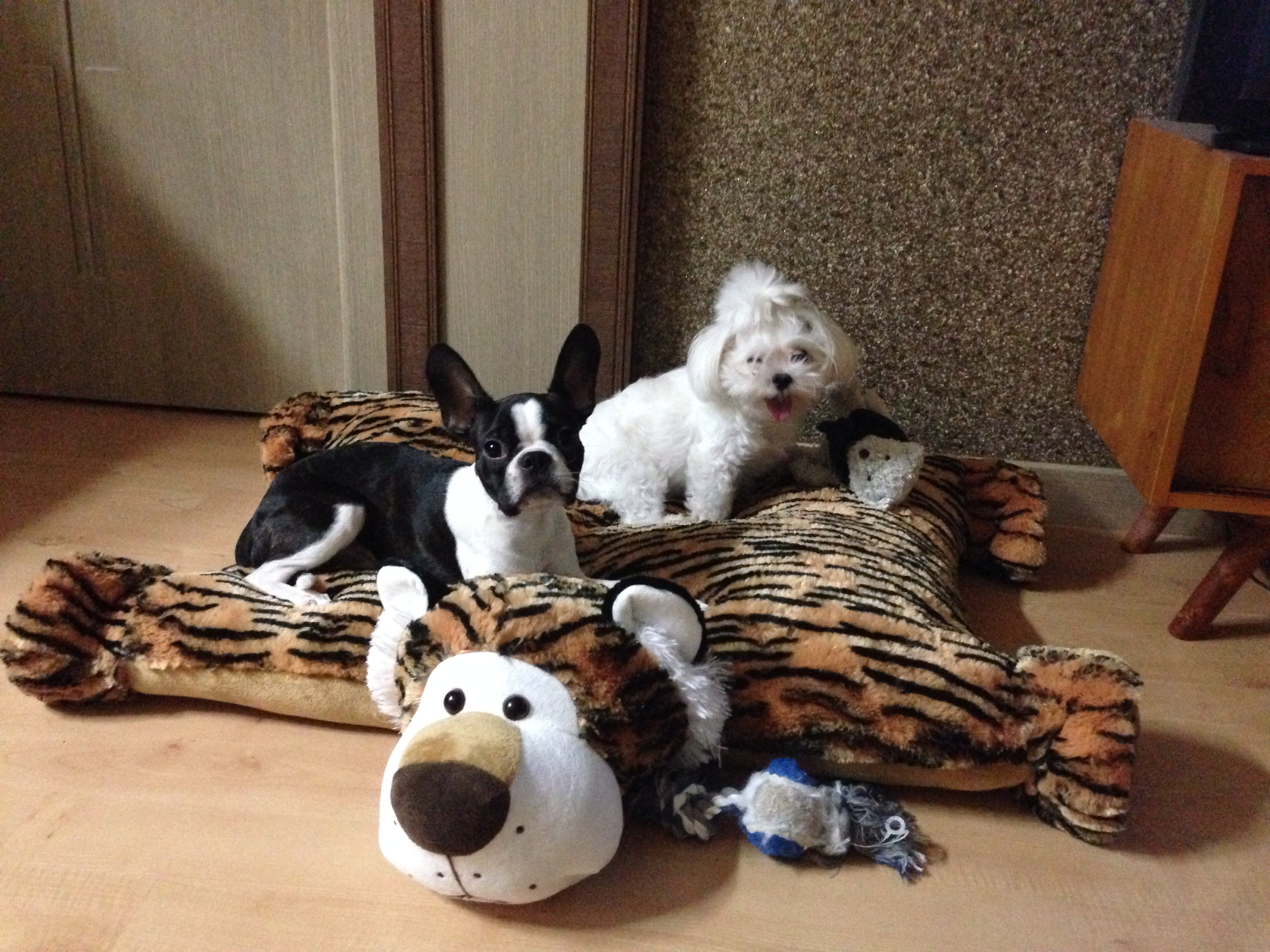 서울 동대문구 장안동)6개월된 보스턴테리어 보스찾아주세요ㅜㅜ