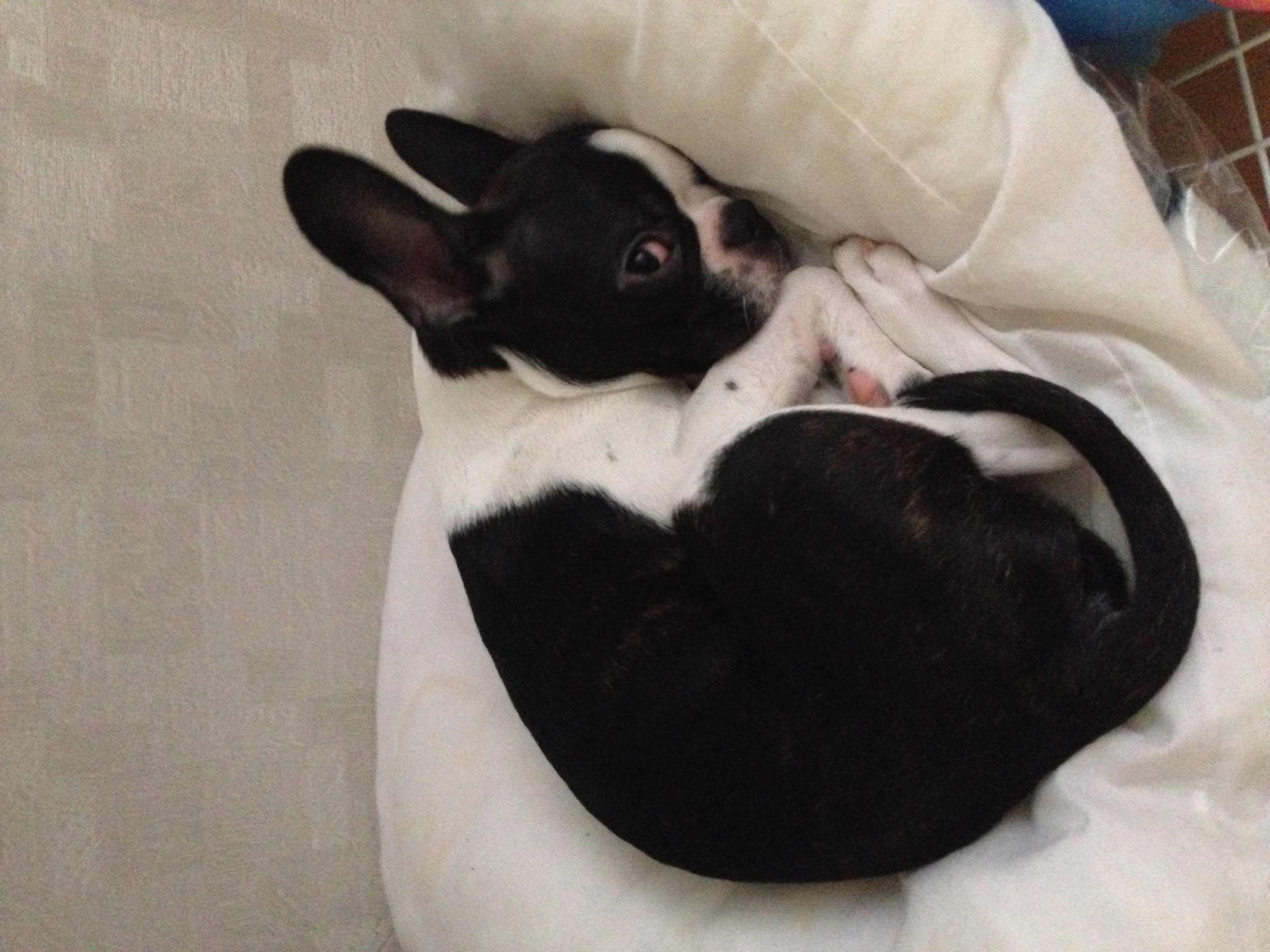 서울 동대문구 장안동)6개월된 보스턴테리어 보스찾아주세요ㅜㅜ