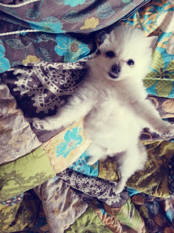 대구 서구 중리동 롯데캐슬 근처 농협 앞에서 아가를 잃어버렸어요..