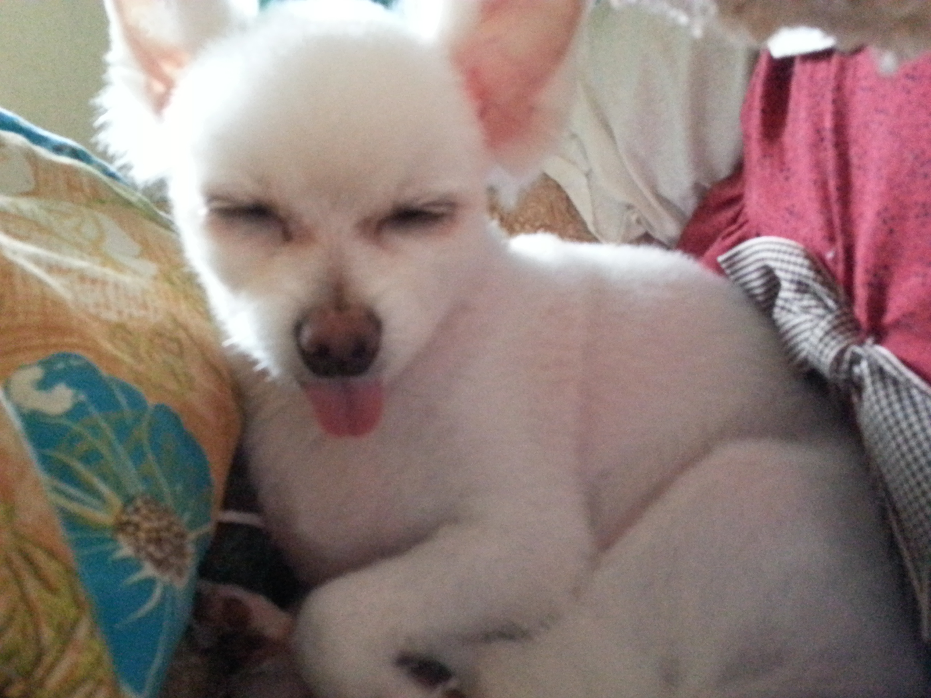 대구 서구 중리동 롯데캐슬 근처 농협 앞에서 아가를 잃어버렸어요..