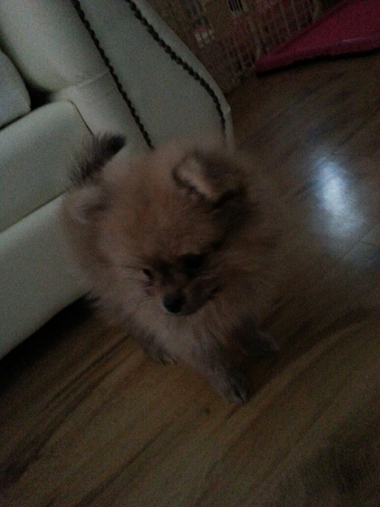 강아지를 찾습니다