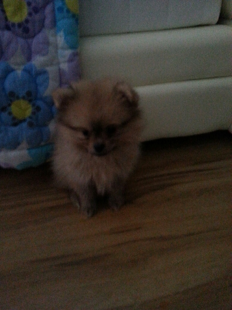 강아지를 찾습니다