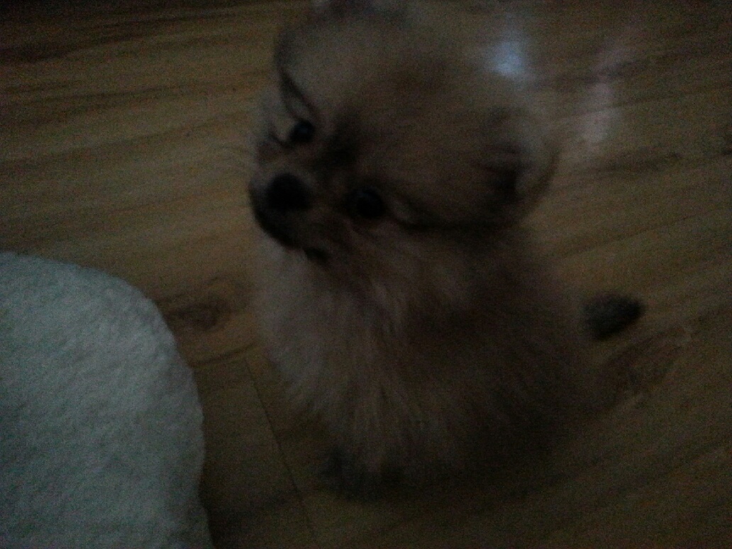 강아지를 찾습니다