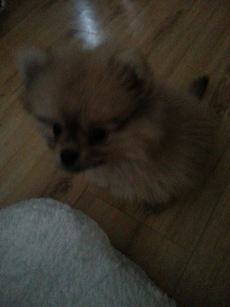 강아지를 찾습니다