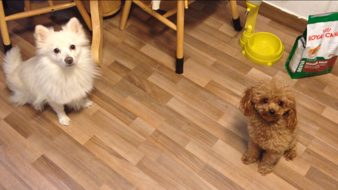 양재동 서초우체국부근 스피츠 남아 데리구 있습니다