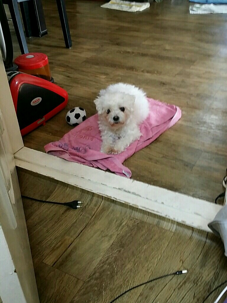 의정부 호원동 망월사역근처 말티즈 잃어버렸어요