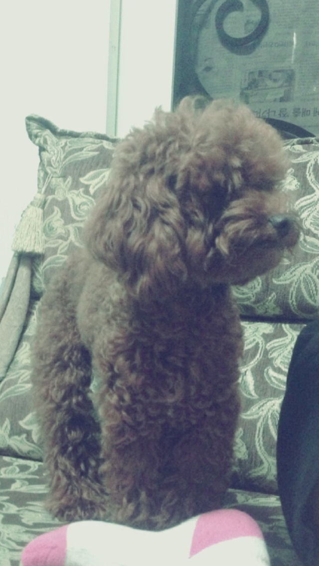 광적면 가래비 신병교육대에서 갈색푸들 찾아요.부탁드려요 사례할게요 제발요