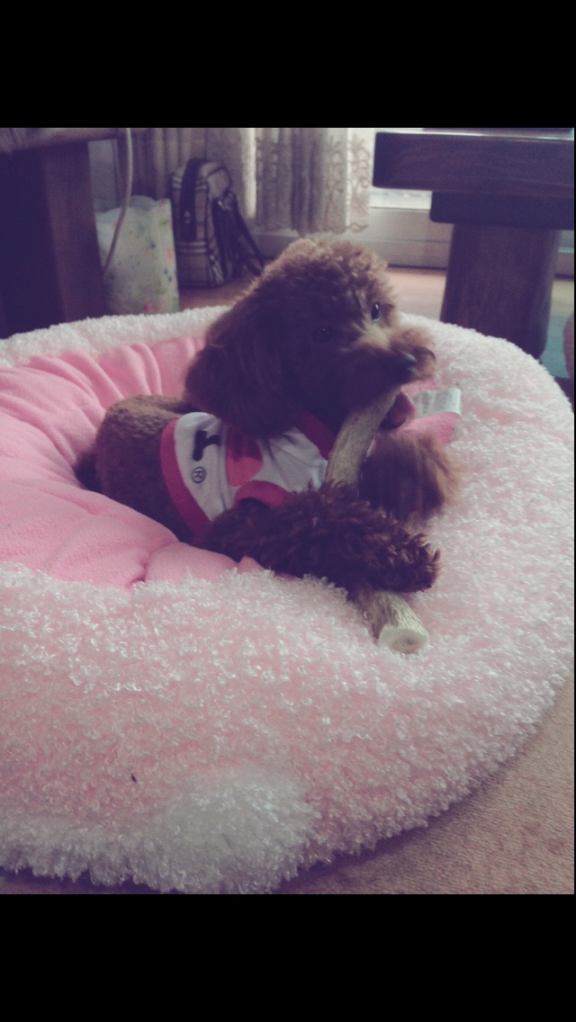 광적면 가래비 신병교육대에서 갈색푸들 찾아요.부탁드려요 사례할게요 제발요