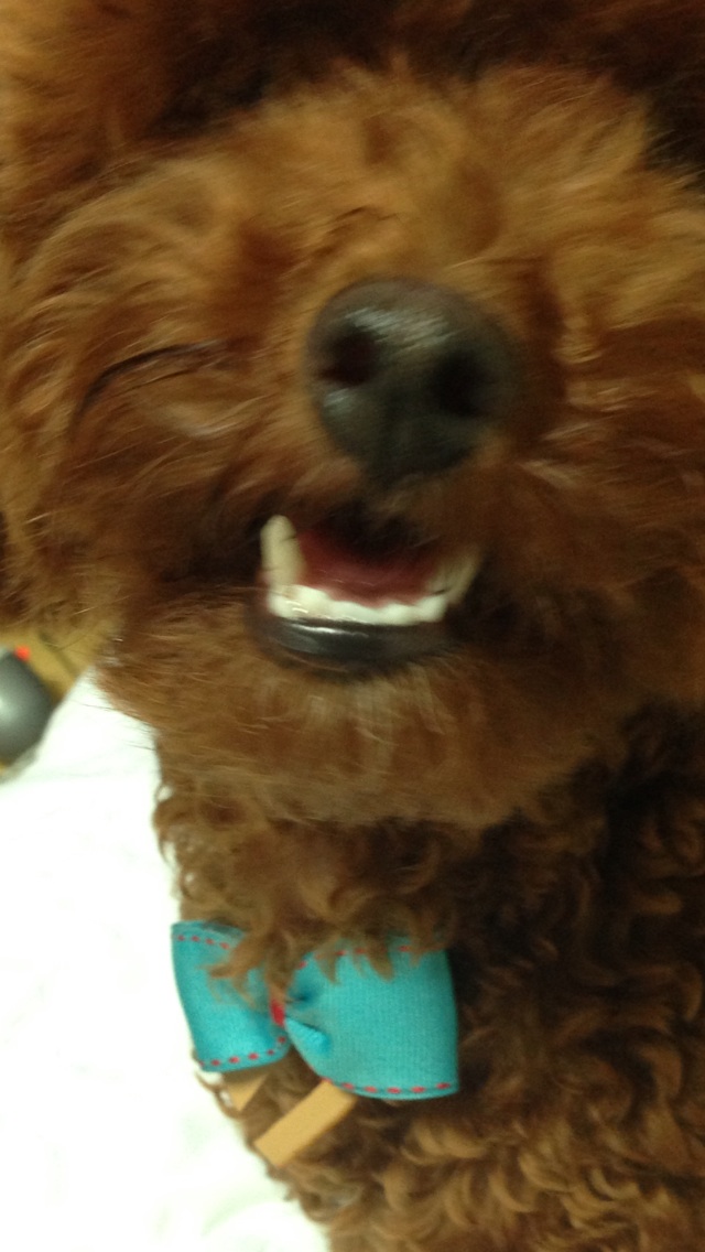 광적면 가래비 신병교육대에서 갈색푸들 찾아요.부탁드려요 사례할게요 제발요