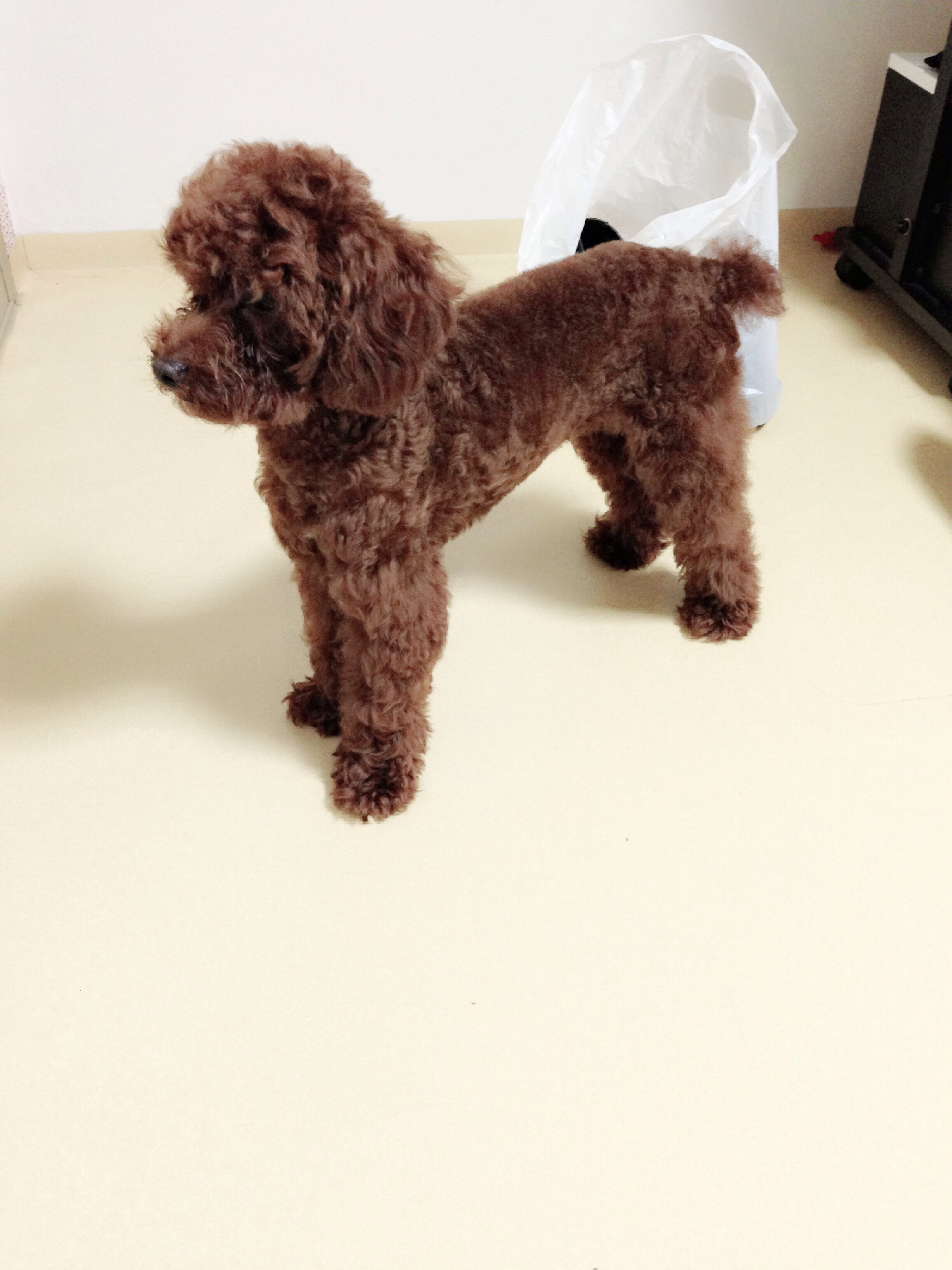 광적면 가래비 신병교육대에서 갈색푸들 찾아요.부탁드려요 사례할게요 제발요