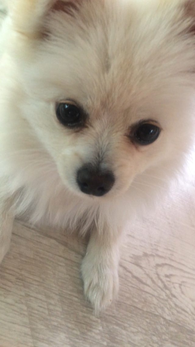 충남 천안시 화이트 포메 여아 를 찾아요