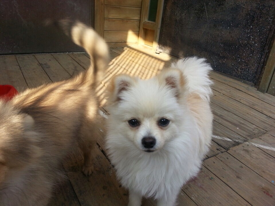 충남 천안시 화이트 포메 여아 를 찾아요